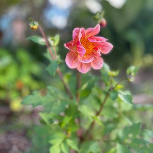 Sow 'n Sow Gift of Seeds - Dahlia