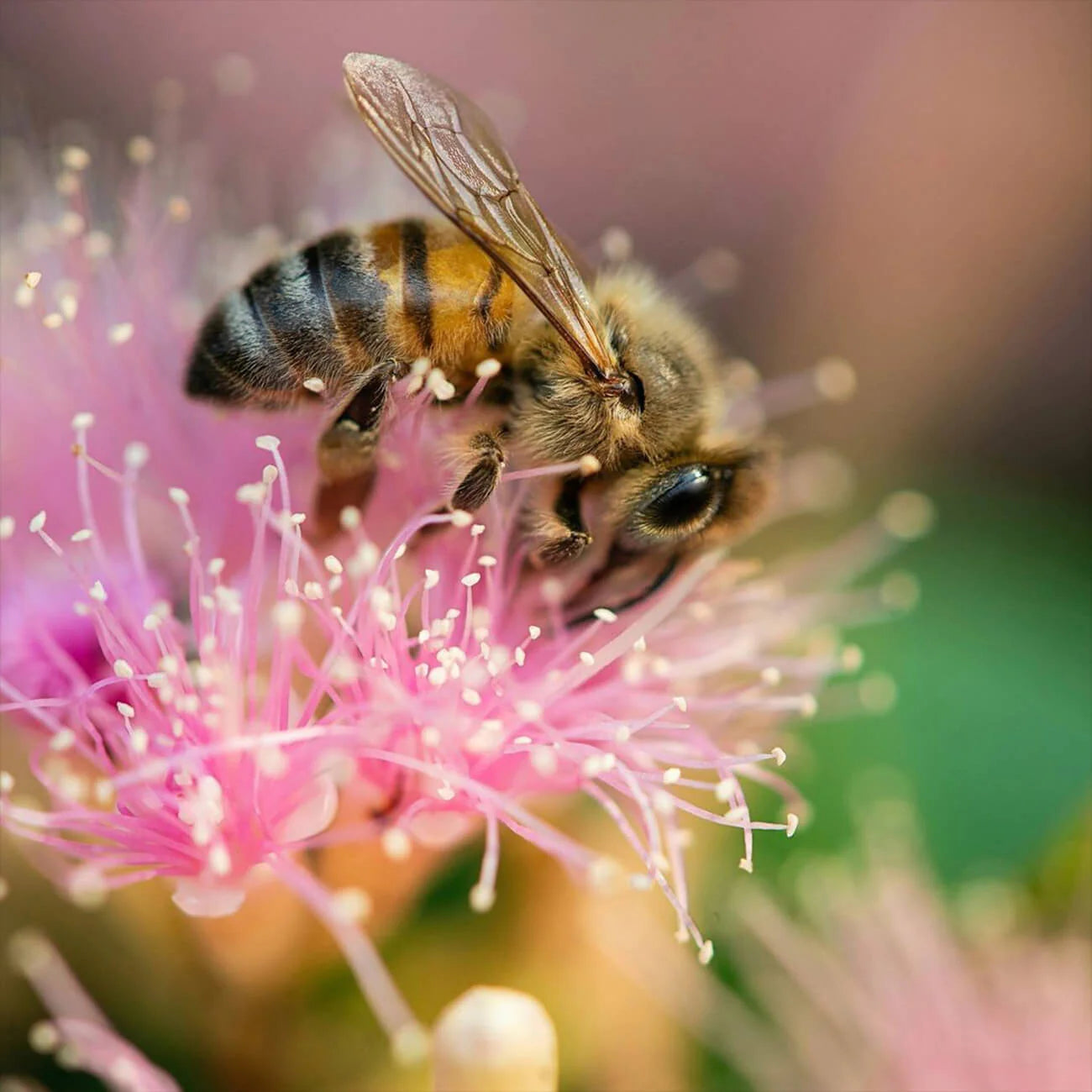 Bell Art Herbal and Aroma Bloq - 9 varieties