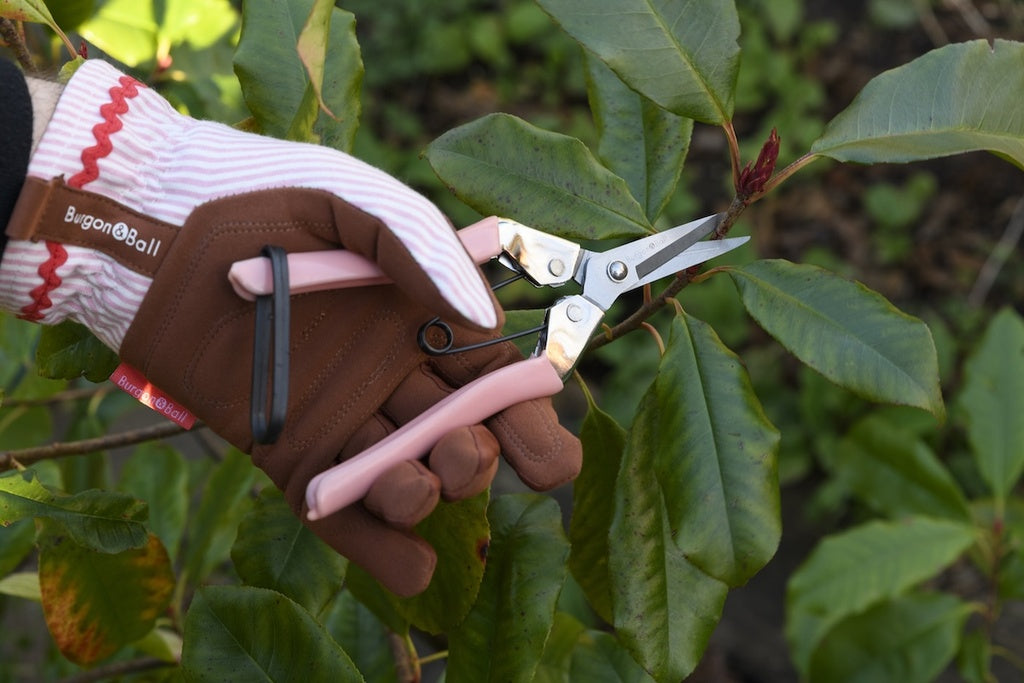 Burgon & Ball Fruit and Flower Snips - Blush
