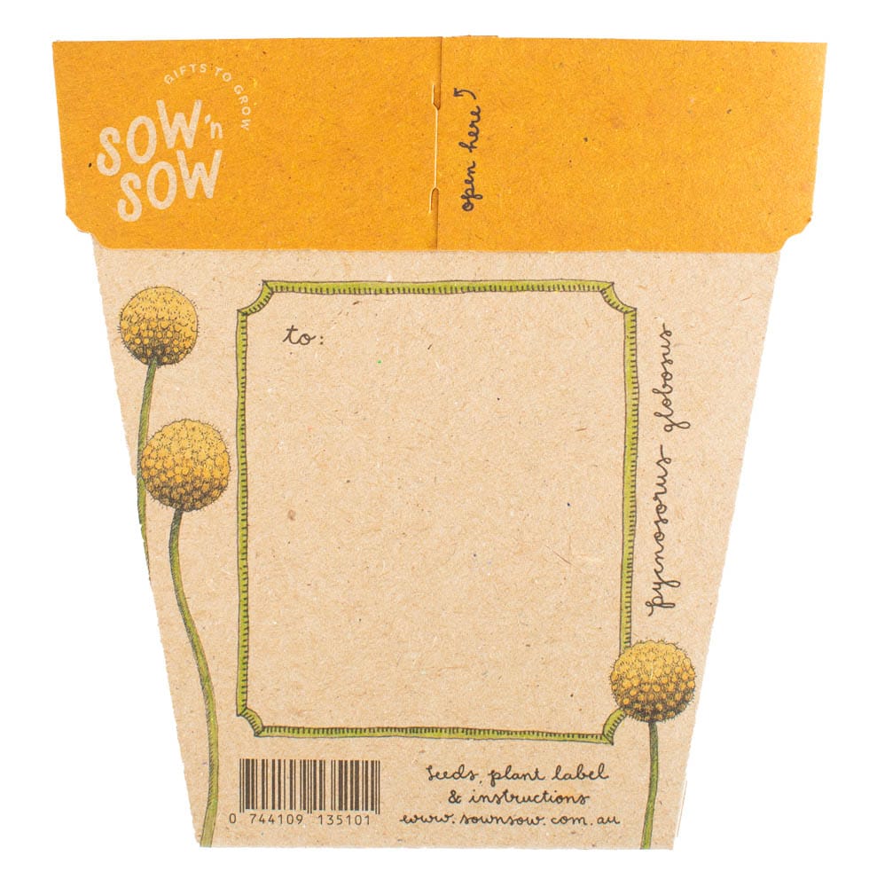 Sow 'n Sow Gift of Seeds - Billy Buttons