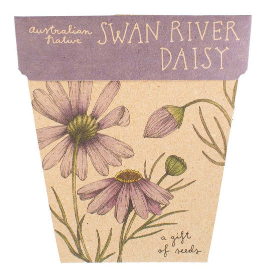 Sow 'n Sow Gift of Seeds - Swan River Daisy