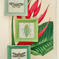 Exotico Mariposa wallplate
