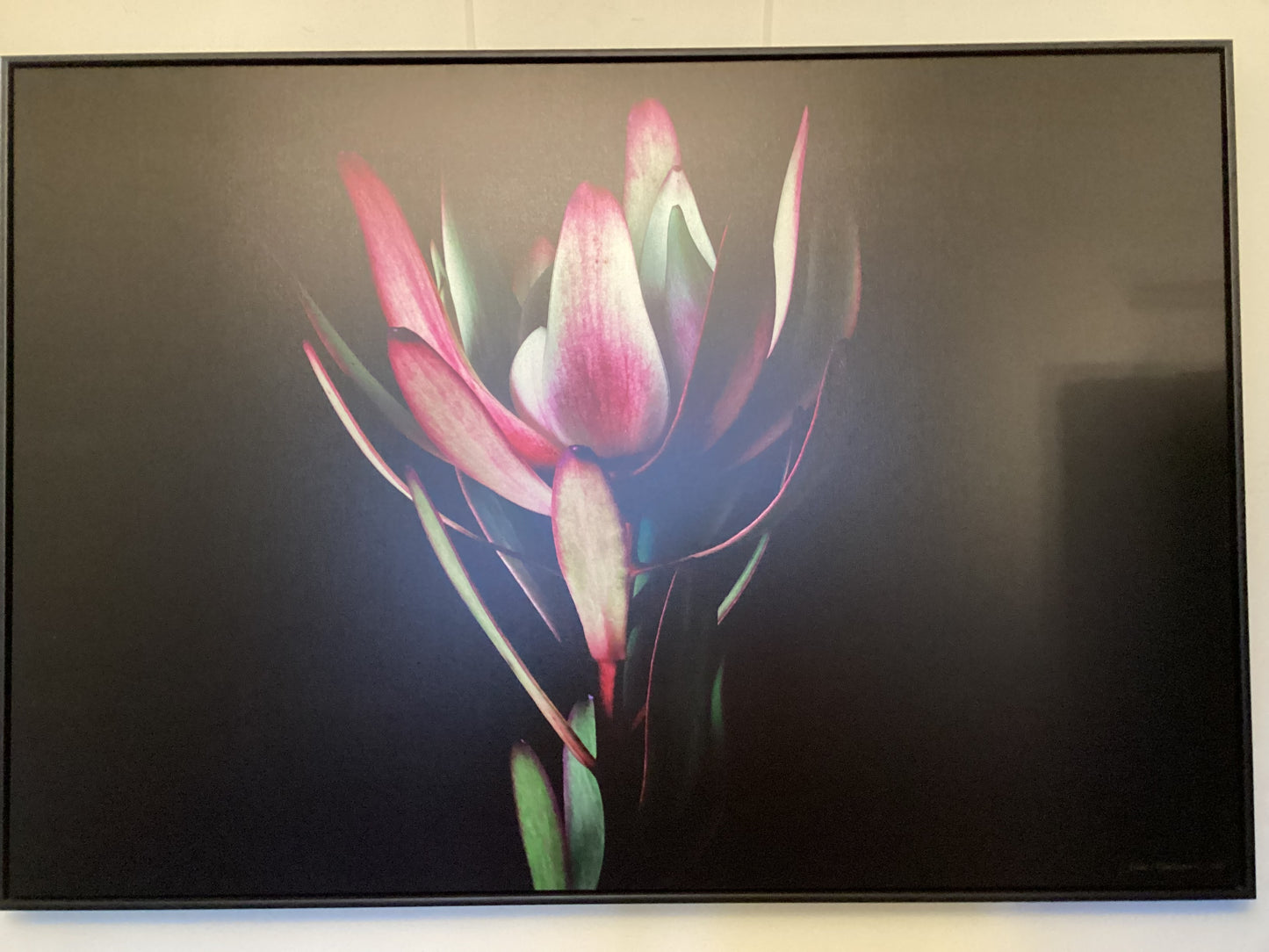 Floragraphica Leucodendron  - Still Life Photograph on Canvas framed
