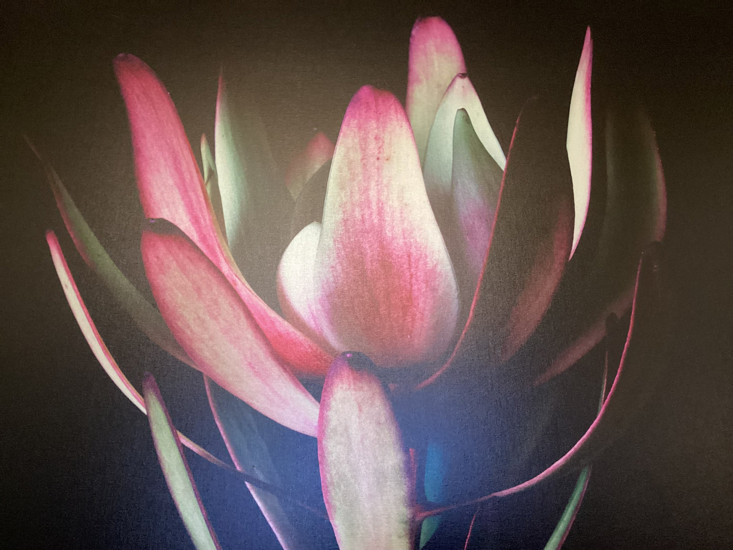 Floragraphica Leucodendron  - Still Life Photograph on Canvas framed