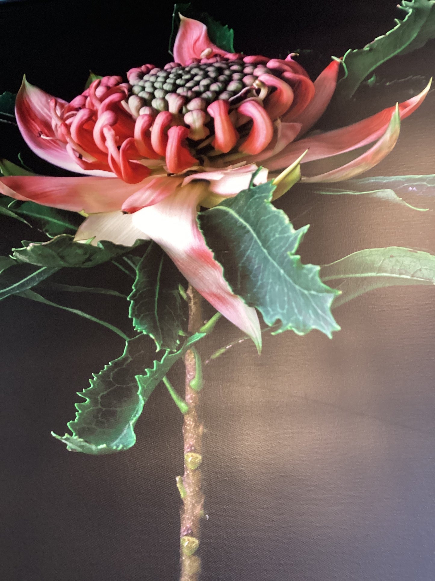 Floragraphica Waratah on Black  - Still Life Photograph on Canvas framed