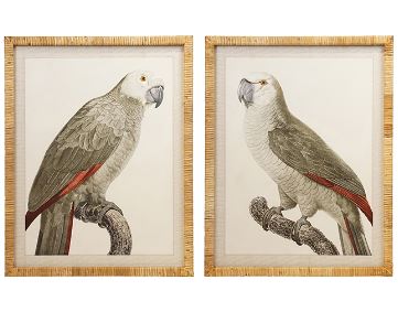 Myles Framed Parrot wall art  set of 2