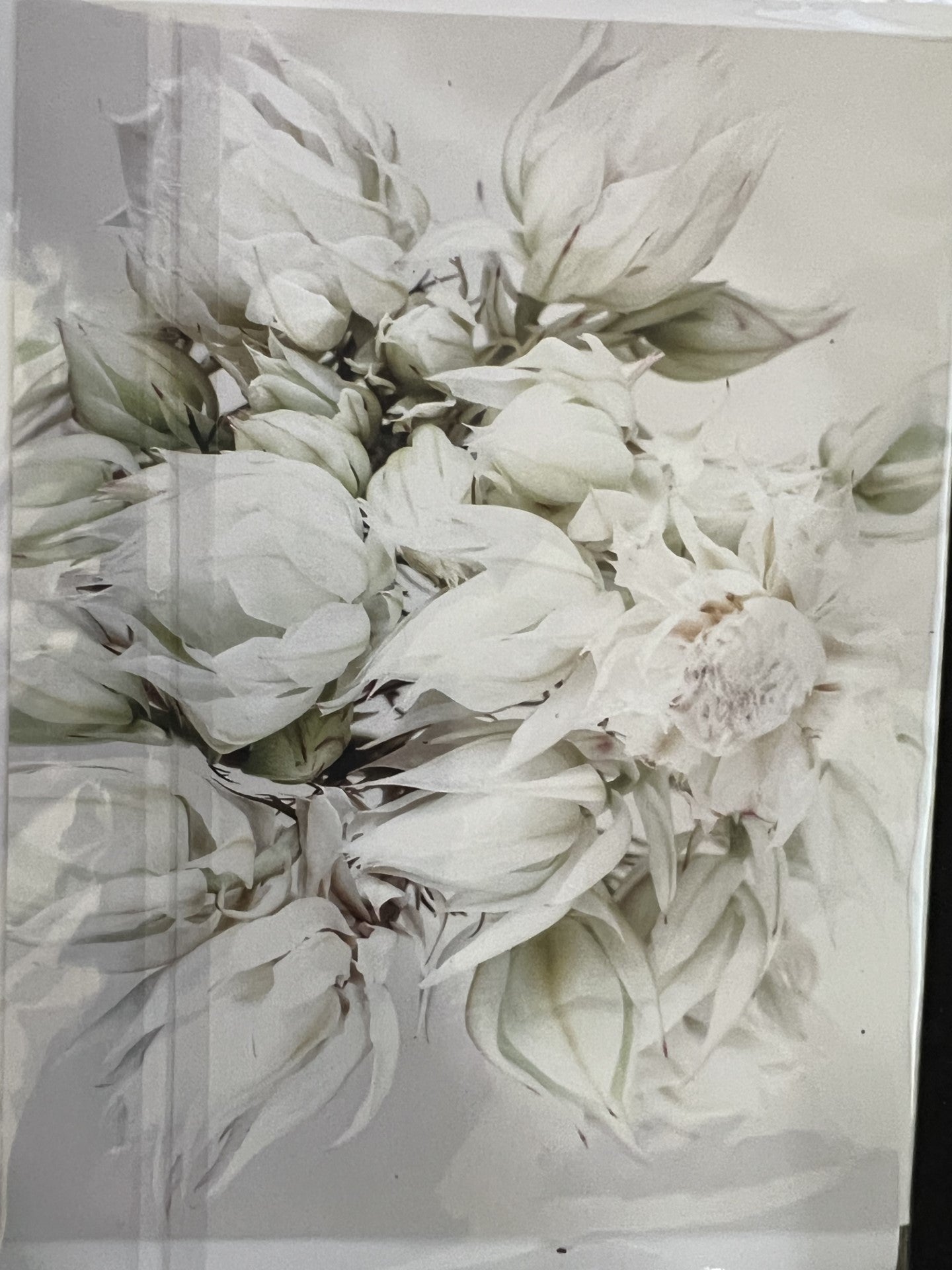 Floragraphica greeting cards