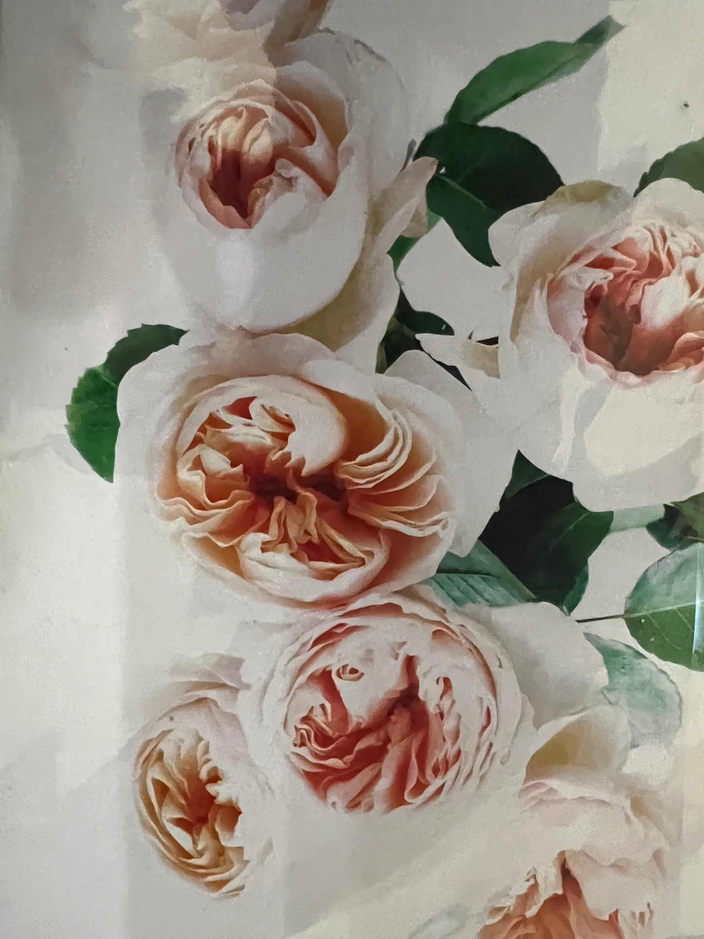 Floragraphica greeting cards