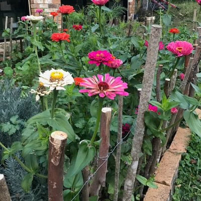 Sow ‘n Sow Gift of Seeds - Thanks a Bunch