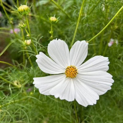 Sow ‘n Sow Gift of Seeds - Thanks a Bunch