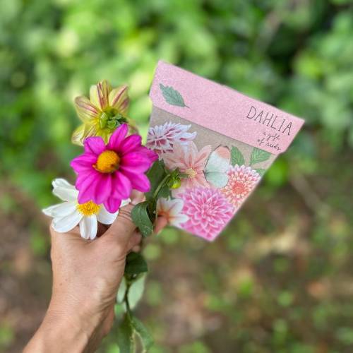 Sow 'n Sow Gift of Seeds - Dahlia