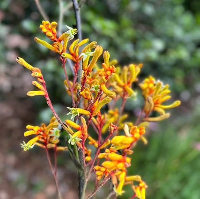Sow ‘n Sow Gift of Seeds - Kangaroo Paw