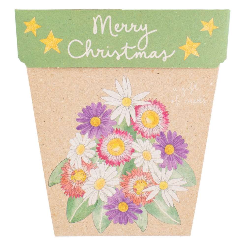 Sow ‘n Sow Gift of Seeds - Christmas Native Daisies