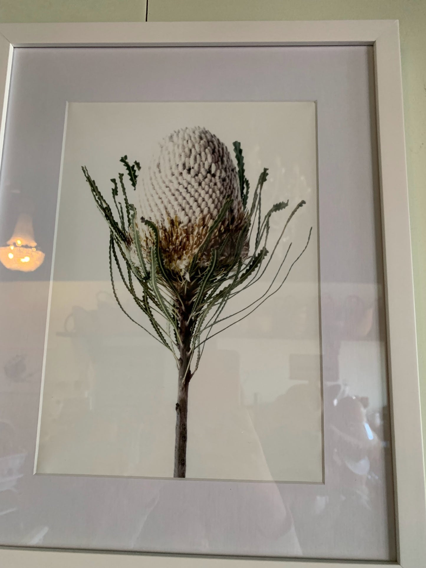 Floragraphica Banksia  - A4 Still Life Framed Photograph