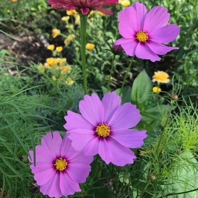 Sow ‘n Sow Gift of Seeds - Thanks a Bunch