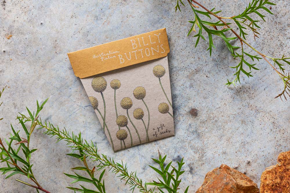 Sow 'n Sow Gift of Seeds - Billy Buttons