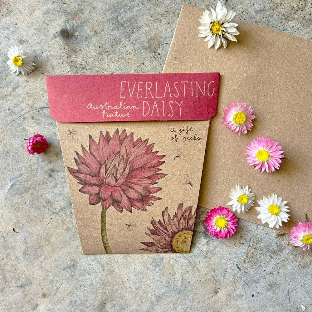 Sow 'n Sow Gift of Seeds - Everlasting Daisy