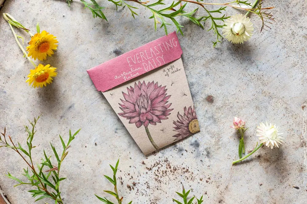 Sow 'n Sow Gift of Seeds - Everlasting Daisy