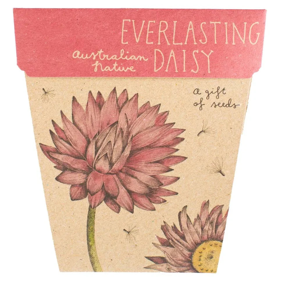 Sow 'n Sow Gift of Seeds - Everlasting Daisy