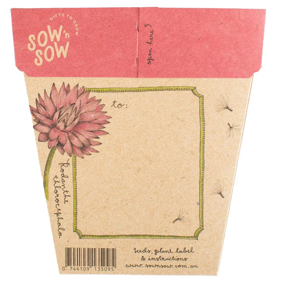 Sow 'n Sow Gift of Seeds - Everlasting Daisy