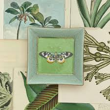 Exotico Mariposa wallplate