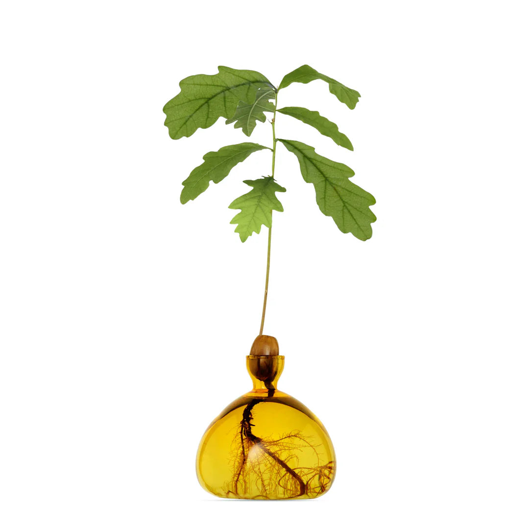 Ilex Studio Acorn Vase