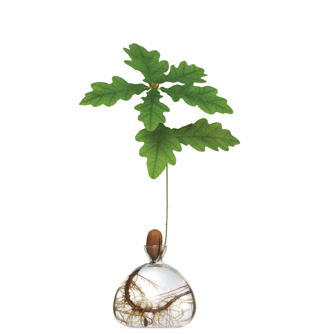 Ilex Studio Acorn Vase