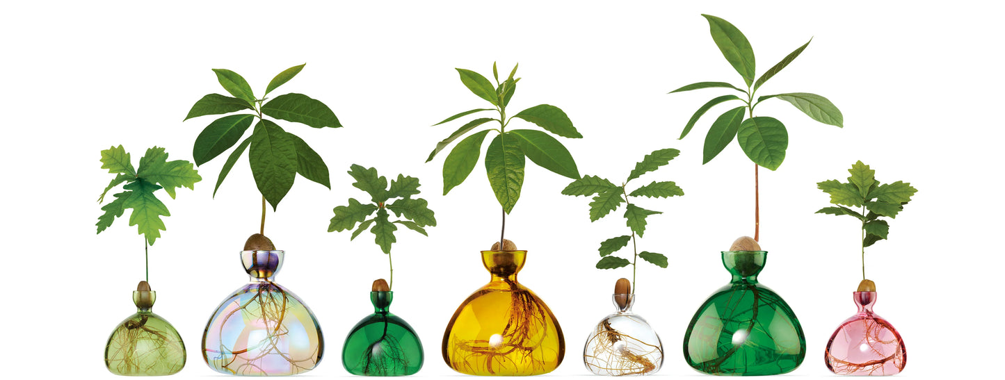 Ilex Studio Acorn Vase