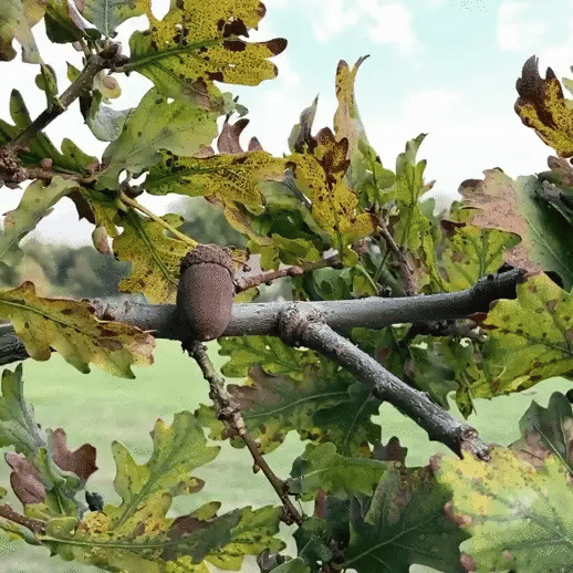 Ilex Studio Acorn Vase