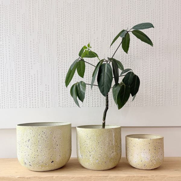 Como Tuscan Planter - 3 sizes