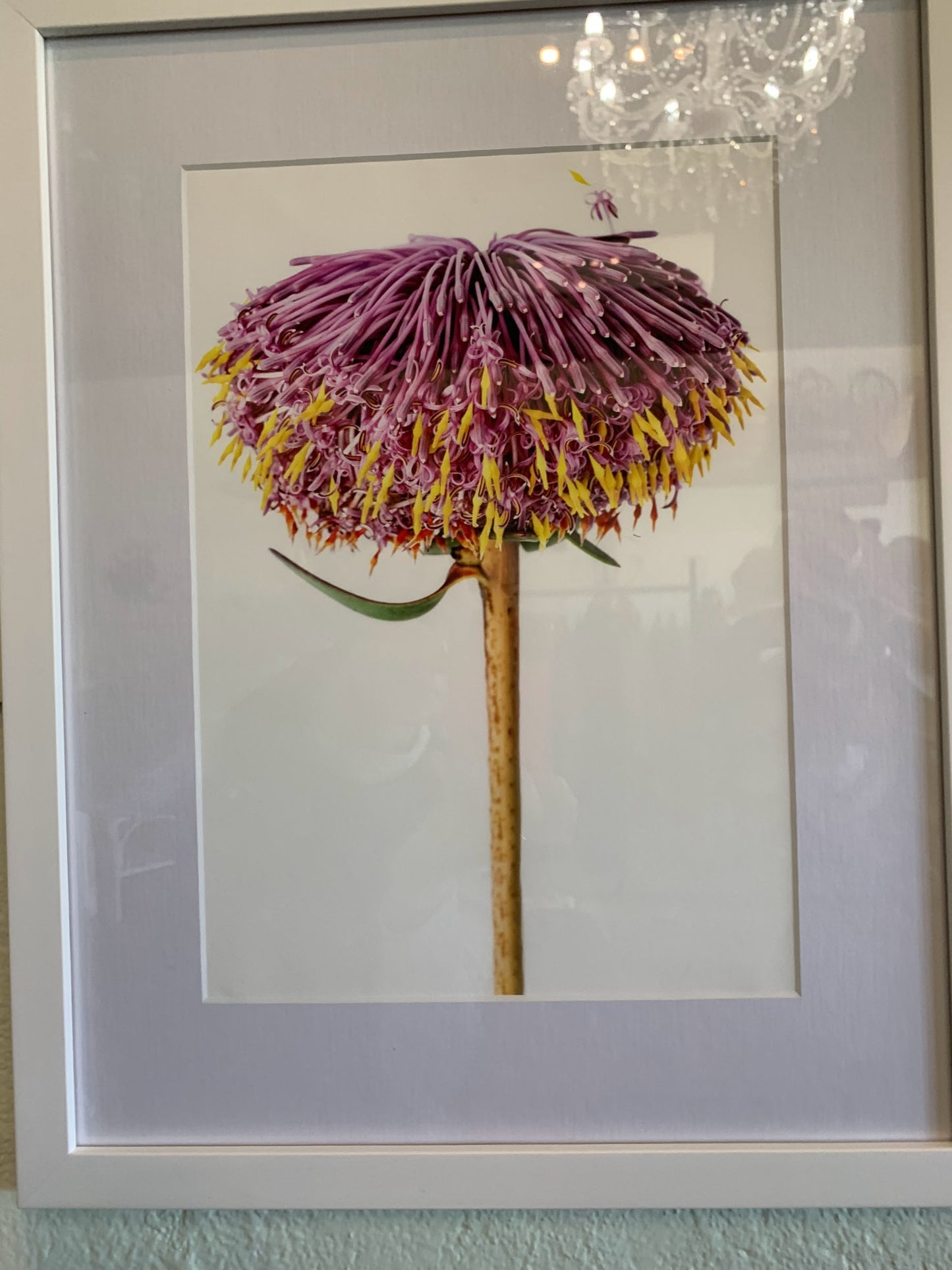 Floragraphica Isopogon Cuneatus  - A4 Still Life Framed Photograph