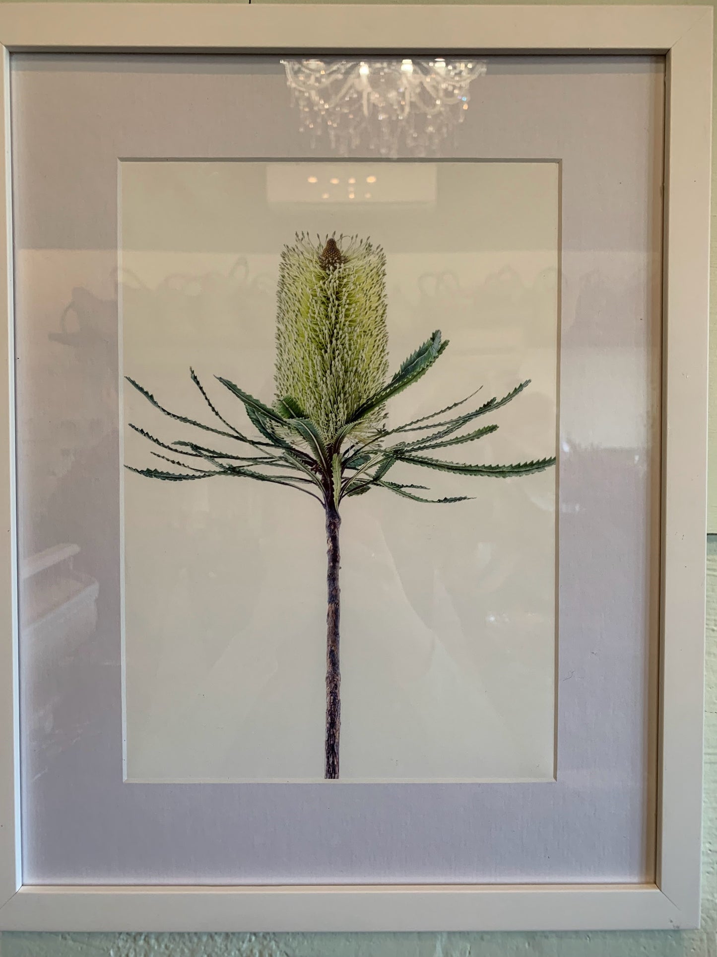 Floragraphica Protea  - A4 Still Life Framed Photograph