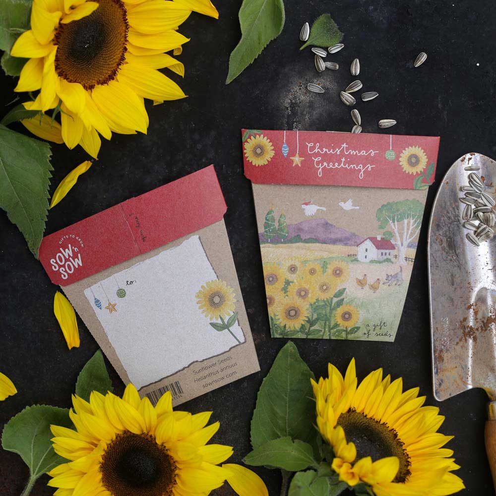 Sow 'n Sow Gift of Seeds - Christmas Sunflower