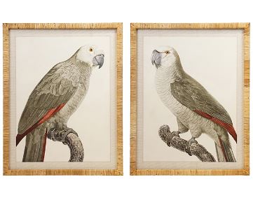 Myles Framed Parrot wall art  set of 2